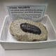 TRILOBITE  -  385 million years old  - Morocco