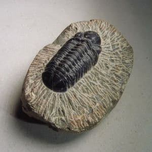 TRILOBITE - 385 million years old - Morocco