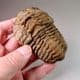 TRILOBITE  -  450 million years old  -  Atlas Mountans, Morocco
