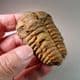 TRILOBITE  - 450 million years old  - Atlas Mountans, Morocco