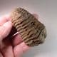 TRILOBITE  - 450 million years old  -  Atlas Mountans, Morocco