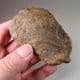 TRILOBITE  -  450 million years old  -  Atlas Mountans, Morocco
