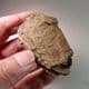 TRILOBITE  - 450 million years old  - Atlas Mountans, Morocco