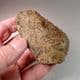 TRILOBITE  - 450 million years old  -  Atlas Mountans, Morocco