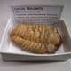 TRILOBITE  - 450 million years old  - Atlas Mountans, Morocco
