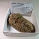 TRILOBITE  - 450 million years old  -  Atlas Mountans, Morocco