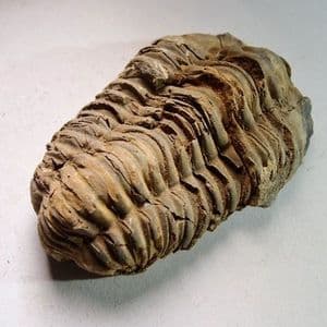 TRILOBITE  -  450 million years old  -  Atlas Mountans, Morocco