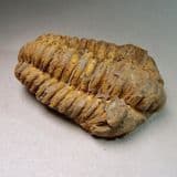 TRILOBITE - 450 million years old - Atlas Mountans, Morocco