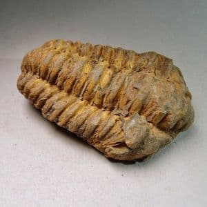TRILOBITE  - 450 million years old  - Atlas Mountans, Morocco