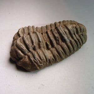 TRILOBITE  - 450 million years old  -  Atlas Mountans, Morocco