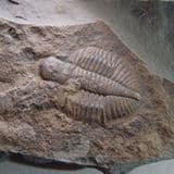 TRILOBITE - 465 million years old - Builth Wells, Wales