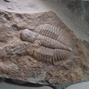 TRILOBITE - 465 million years old - Builth Wells, Wales