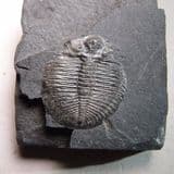 TRILOBITE - 520 million years old - Utah, USA