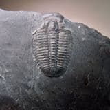 TRILOBITE - 520 million years old - Utah, USA