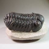 TRILOBITE - Beautifully preserved - 380 million years old - Morocco