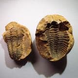 TRILOBITE PRESERVED IN A NODULE - 450 million years old - Morocco