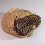 TRILOBITE PRESERVED IN A NODULE - 450 million years old - Morocco