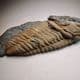 TRILOBITE (Tectonically distorted) -  465 million years old  -  Brittany, France
