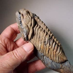 TRILOBITE (Tectonically distorted) -  465 million years old  -  Brittany, France