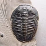 TRILOBITE (very fine example) - 520 million years old - Utah, USA