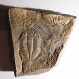 TRILOBITES - 450 million years old - Wales