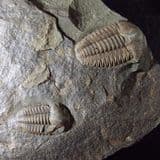 TRILOBITES - 510 million years old - Czech Republic