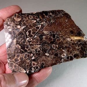 TURRITELLA AGATE - Wyoming, USA
