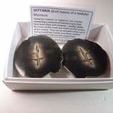 UNUSUAL SEPTARIA - two halves cut and polished - Morocco