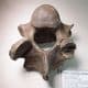 VERTEBRA OF A WOOLLY RHINOCEROS  - about 20,000 years old -  Clacton-on-Sea, Essex