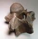 VERTEBRA OF A WOOLLY RHINOCEROS  - about 20,000 years old -  Clacton-on-Sea, Essex