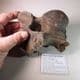 VERTEBRA OF A WOOLLY RHINOCEROS  - about 20,000 years old -  Clacton-on-Sea, Essex