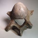 VERTEBRA OF A WOOLLY RHINOCEROS  - about 20,000 years old -  Clacton-on-Sea, Essex