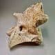 VERTEBRA OF A WOOLLY RHINOCEROS  - about 20,000 years old -  Dredged from the Brown Bank, North Sea