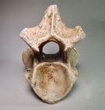 VERTEBRA OF A WOOLLY RHINOCEROS  - about 20,000 years old -  Dredged from the Brown Bank, North Sea