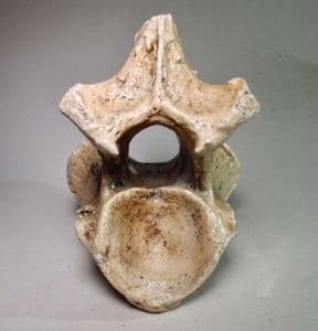 VERTEBRA OF A WOOLLY RHINOCEROS - about 20,000 years old - Dredged from the Brown Bank, North Sea
