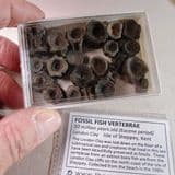 VERTEBRAE OF FOSSIL FISH (22 VERTEBRAE) - 50 million years old - Isle of Sheppey, Kent
