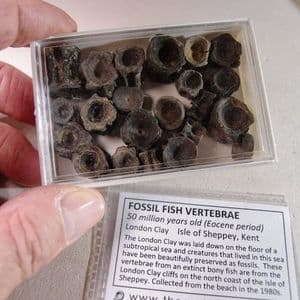VERTEBRAE OF FOSSIL FISH (22 VERTEBRAE) - 50 million years old - Isle of Sheppey, Kent