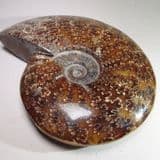 VERY FINE CRETACEOUS AMMONITE (POLISHED) (16 cm) - 110 million years old - Madagascar