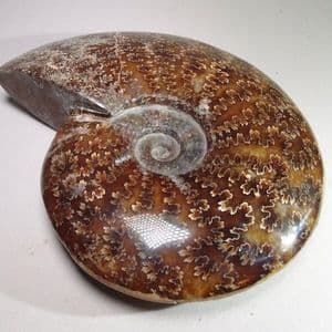 VERY FINE CRETACEOUS AMMONITE (POLISHED) (16 cm) - 110 million years old - Madagascar