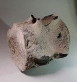 VERY LARGE FOSSIL WHALE VERTEBRA - 15 million years old - Lee Creek Mine, North Carolina