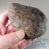 VERY LARGE JURASSIC ICHTHYOSAUR COPROLITE WITH FISH REMAINS - 190 million years old - Lyme Regis