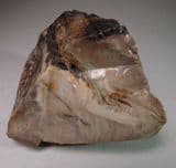 WOOD OPAL (OPALISED WOOD) - California, USA