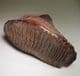 WOOLLY MAMMOTH TOOTH - 20,000 years old - Siberia