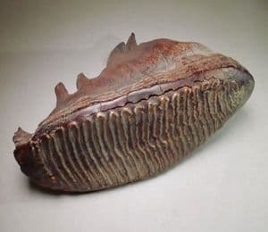 WOOLLY MAMMOTH TOOTH - 20,000 years old - Siberia