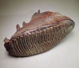WOOLLY MAMMOTH TOOTH - 20,000 years old - Siberia