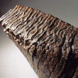 WOOLLY MAMMOTH TOOTH FROM AN ESSEX GRAVEL PIT - about 20,000 years old - Lee Valley, Essex