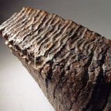 WOOLLY MAMMOTH TOOTH FROM AN ESSEX GRAVEL PIT - about 20,000 years old - Lee Valley, Essex