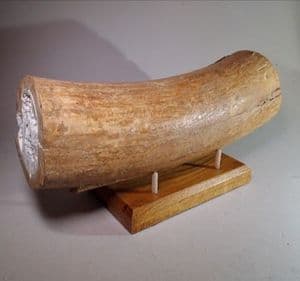 WOOLLY MAMMOTH TUSK (PART OF) WITH OAK STAND  - about 40,000 years old -  Oxfordshire