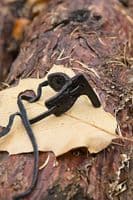 LARP Holster Hook