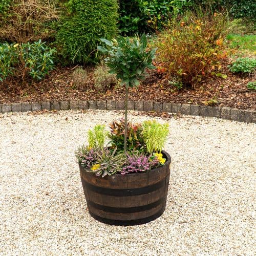 Oak Curved Barrel Planter